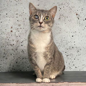 adoptable Cat in Raleigh, NC named Tula