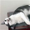adoptable Cat in raleigh, NC named Lilibet