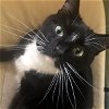 adoptable Cat in raleigh, NC named Tux