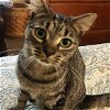 adoptable Cat in raleigh, NC named Laney