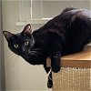 adoptable Cat in raleigh, NC named Sassy Sally