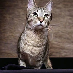 adoptable Cat in Raleigh, NC named Sugar Pop