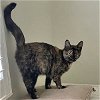 adoptable Cat in raleigh, , NC named Cinnabon