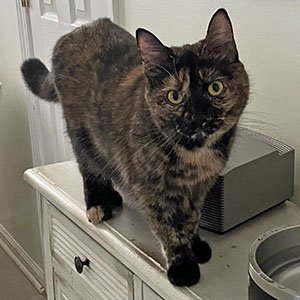 adoptable Cat in Raleigh, NC named Cinnabon