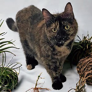 adoptable Cat in Raleigh, NC named Cinnabon