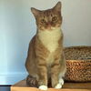 adoptable Cat in Raleigh, NC named Ginger Snap