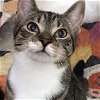 adoptable Cat in raleigh, NC named Mirna