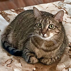 adoptable Cat in Raleigh, NC named Ariana