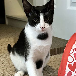 adoptable Cat in Raleigh, NC named Max