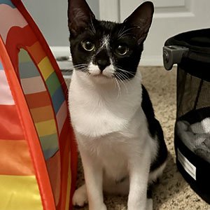 adoptable Cat in Raleigh, NC named Ruby