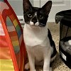 adoptable Cat in raleigh, NC named Ruby