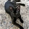 adoptable Cat in raleigh, , NC named Brea