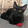 adoptable Cat in raleigh, NC named Freddy