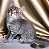 adoptable Cat in raleigh, NC named Pufnstuf