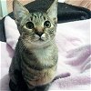 adoptable Cat in raleigh, NC named Trinket