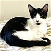 adoptable Cat in raleigh, NC named Magnolia