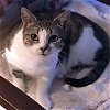 adoptable Cat in raleigh, NC named Sara
