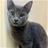 adoptable Cat in raleigh, NC named Slater