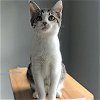 adoptable Cat in raleigh, NC named Nova