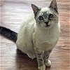 adoptable Cat in raleigh, NC named Jude