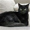 adoptable Cat in raleigh, NC named Donny