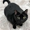 adoptable Cat in raleigh, NC named Marie