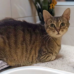 adoptable Cat in Raleigh, NC named Tikka