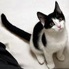 adoptable Cat in Raleigh, NC named Berlioz