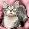 adoptable Cat in Raleigh, NC named Toulouse