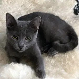 Cashmere - Domestic Short Hair
