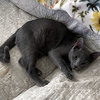 Cashmere - Photo 3