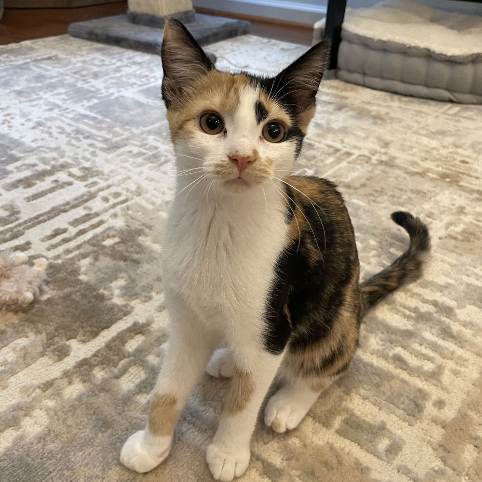 adoptable Cat in Raleigh, NC named Itsy Bitsy