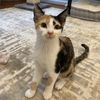 adoptable Cat in  named Itsy Bitsy