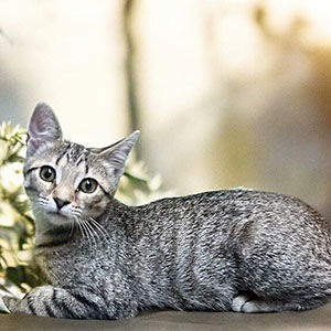 adoptable Cat in Raleigh, NC named Marilyn