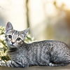 adoptable Cat in  named Marilyn