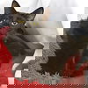 adoptable Cat in raleigh, NC named Rowdy