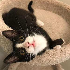 adoptable Cat in Raleigh, NC named Robyn