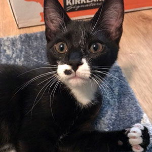 adoptable Cat in Raleigh, NC named Wrangler Baboon