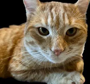 Ken - Tabby