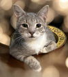 adoptable Cat in raleigh, NC named Paisley