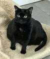adoptable Cat in raleigh, NC named Talia