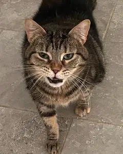 Matilda - Tabby