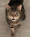 adoptable Cat in raleigh, NC named Matilda