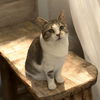 adoptable Cat in raleigh, NC named Sara