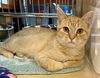 adoptable Cat in raleigh, NC named McDougal