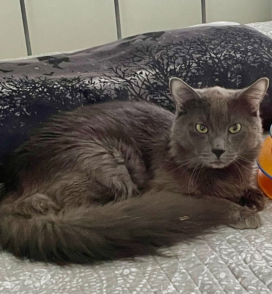 adoptable Cat in Raleigh, NC named Oliver