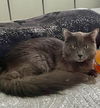 adoptable Cat in raleigh, NC named Oliver