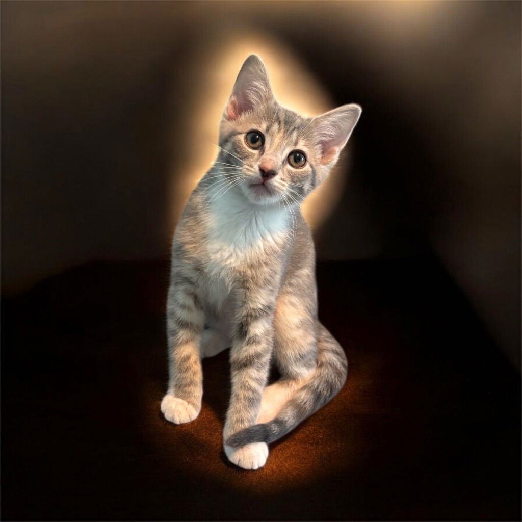 adoptable Cat in Raleigh, NC named Peeps