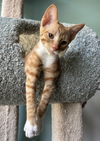 adoptable Cat in raleigh, NC named Twizzler