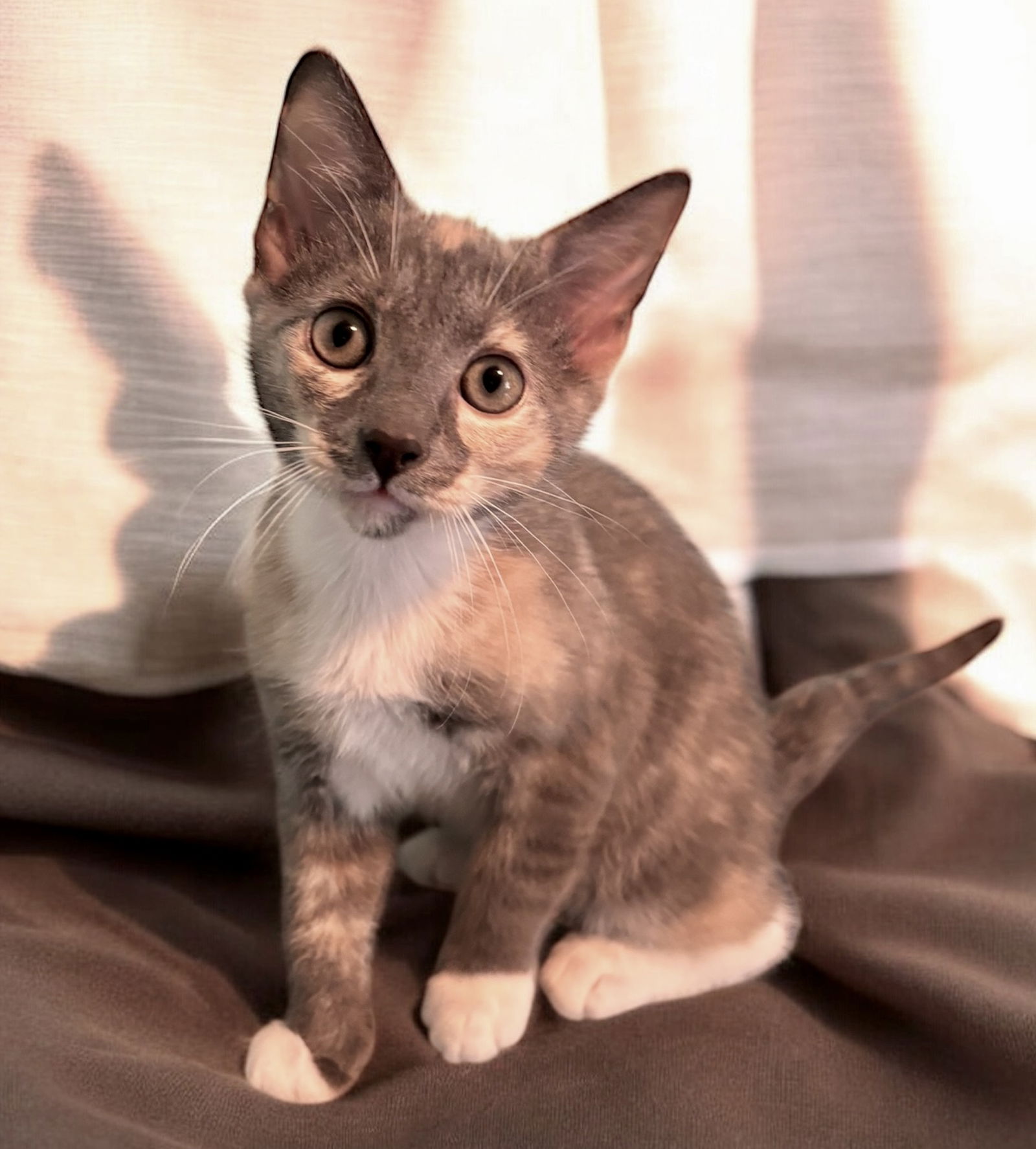 adoptable Cat in Raleigh, NC named Skittles